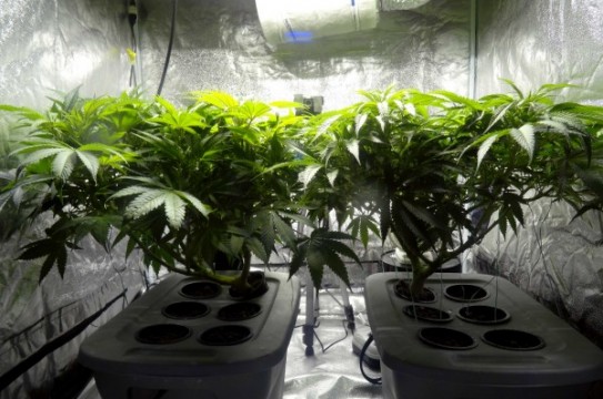 18-Indoor_cannabis_plants